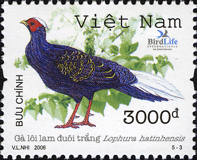 VN008.06